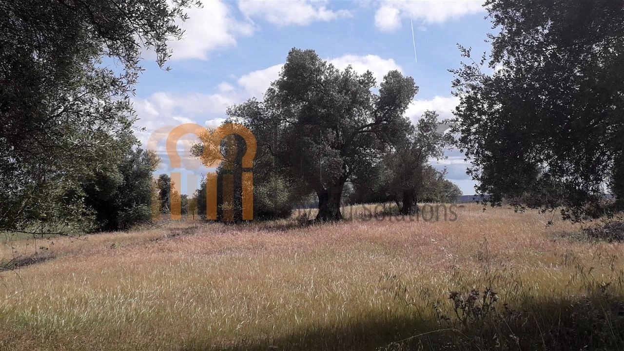 Terreno Agricola ou Rústico para Venda em Espirito Santo Foto 8