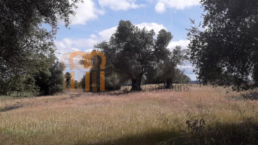 Terreno Agricola ou Rústico para Venda em Espirito Santo Foto 8