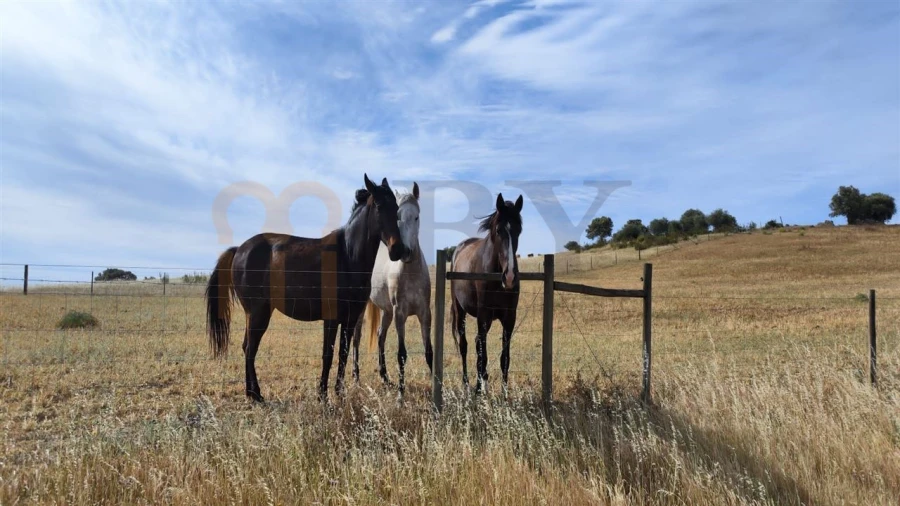 Quinta para Venda em Castro Verde e Casével Foto 6