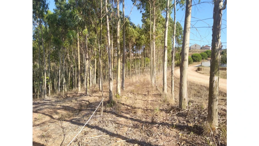 Terreno para Venda em Miragaia e Marteleira Foto 15