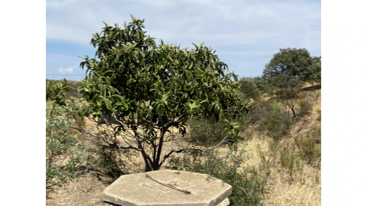 Terreno Agricola ou Rústico para Venda em Castro Marim Foto 2