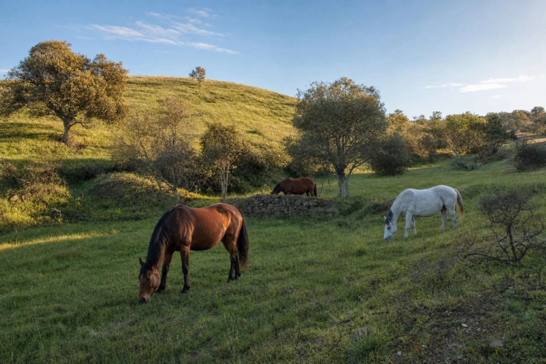 Terreno Agricola ou Rústico para Venda em Castro Marim Foto 1