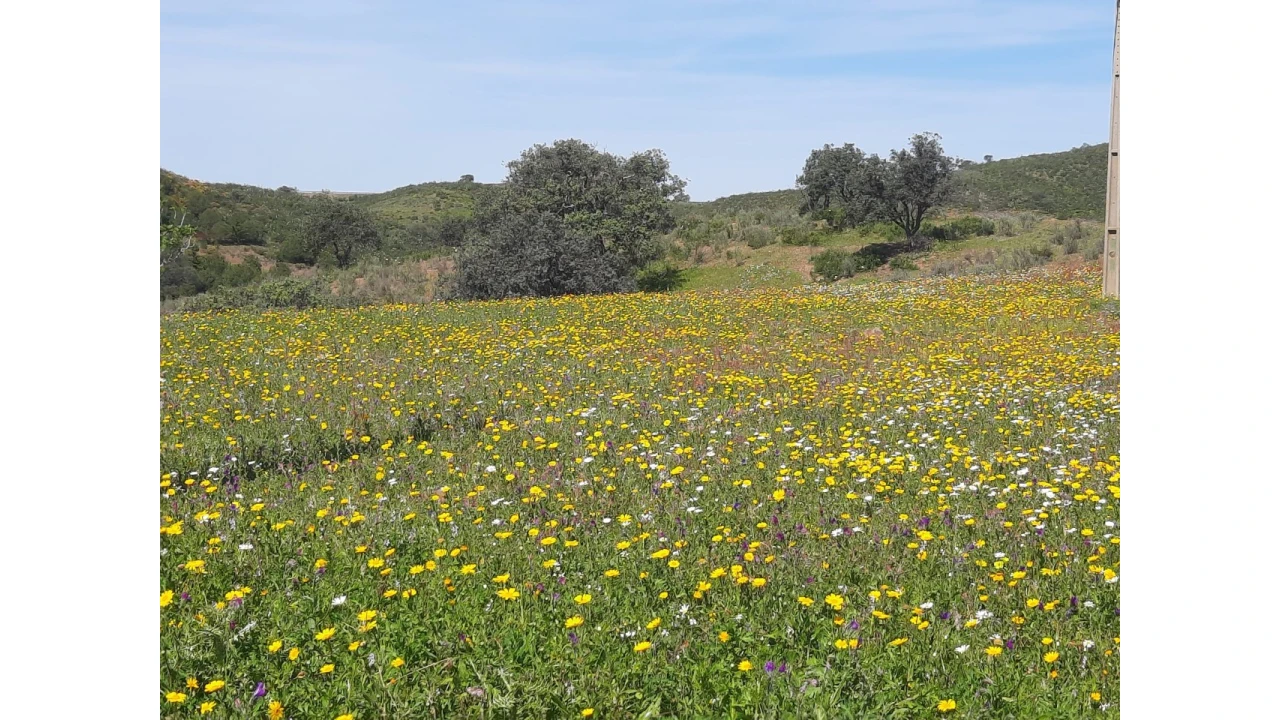 Terreno Misto para Venda em Castro Marim Foto 7