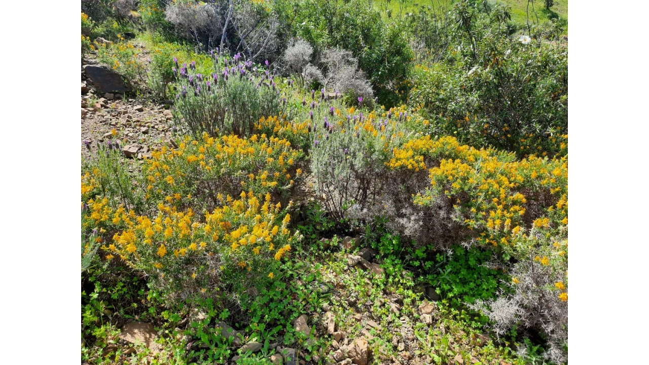 Terreno Misto para Venda em Castro Marim Foto 33