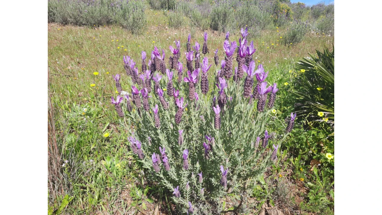 Terreno Misto para Venda em Castro Marim Foto 41