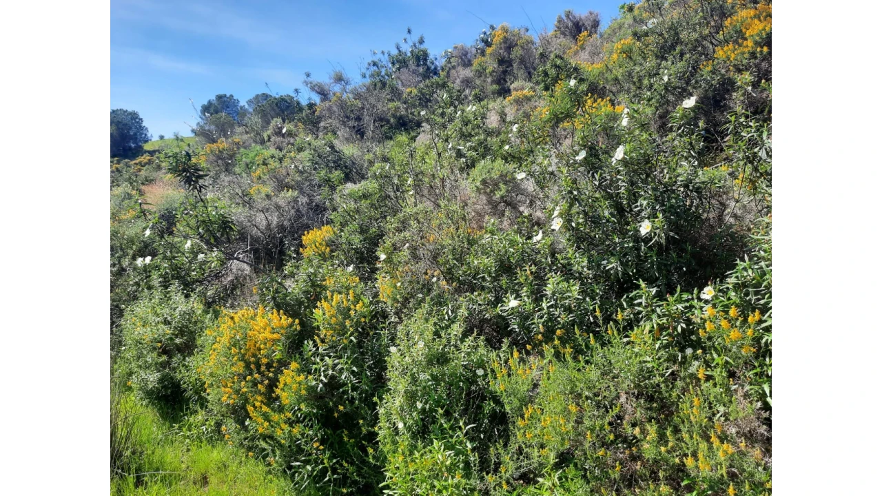 Terreno Misto para Venda em Castro Marim Foto 43