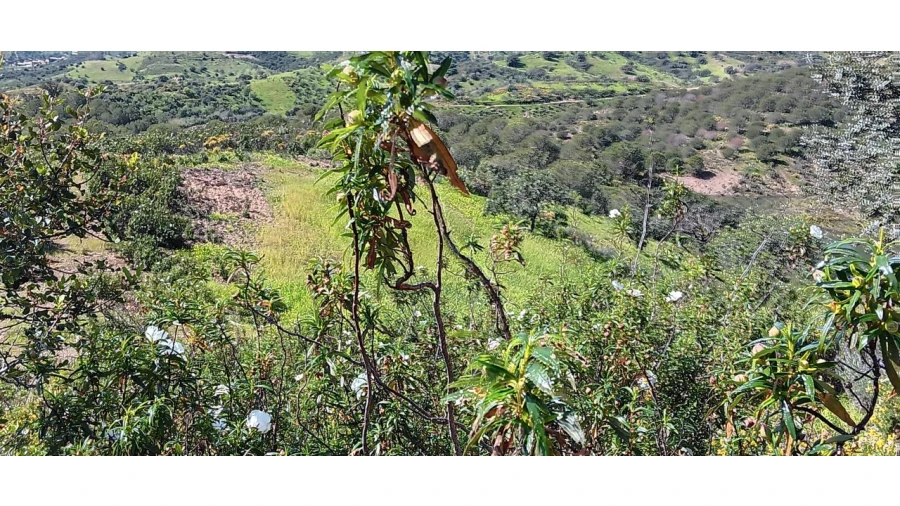 Terreno Misto para Venda em Castro Marim Foto 24