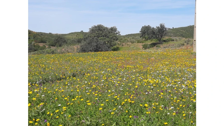 Terreno Misto para Venda em Castro Marim Foto 7