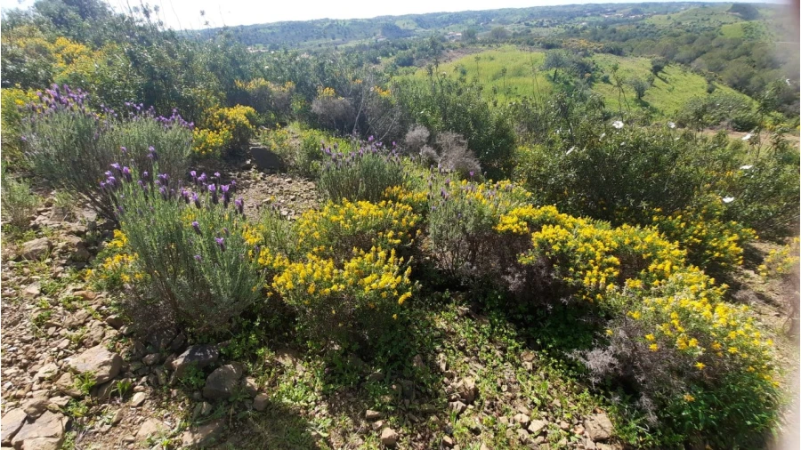 Terreno Misto para Venda em Castro Marim Foto 32