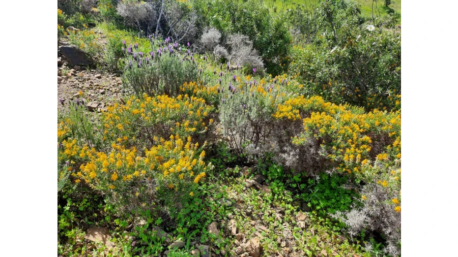 Terreno Misto para Venda em Castro Marim Foto 33