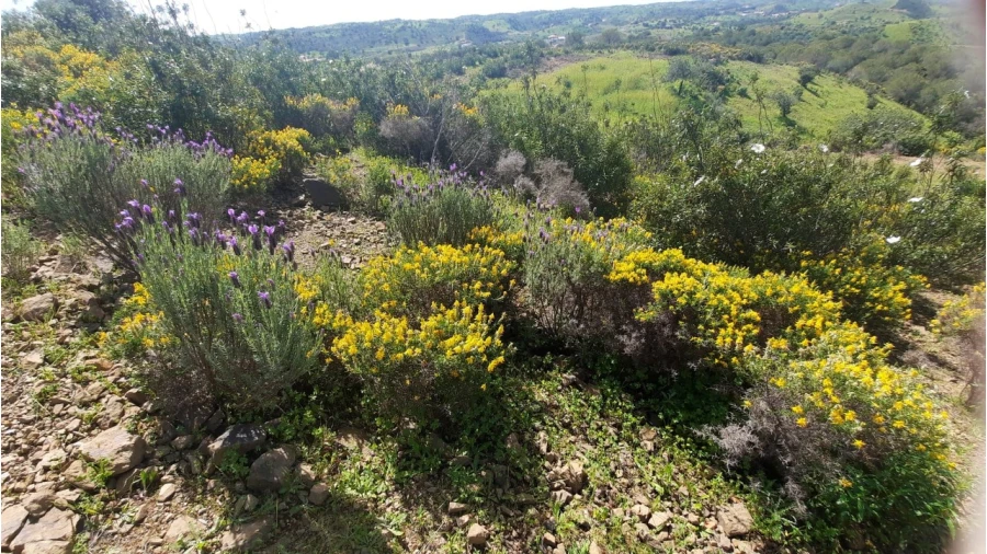 Terreno Misto para Venda em Castro Marim Foto 34