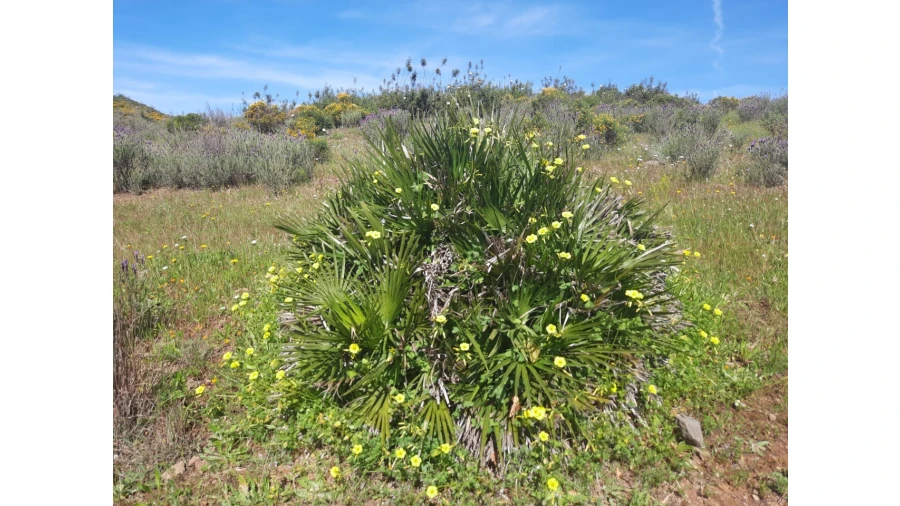 Terreno Misto para Venda em Castro Marim Foto 35