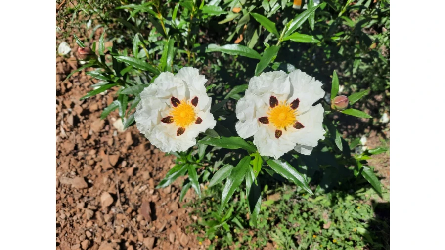 Terreno Misto para Venda em Castro Marim Foto 40