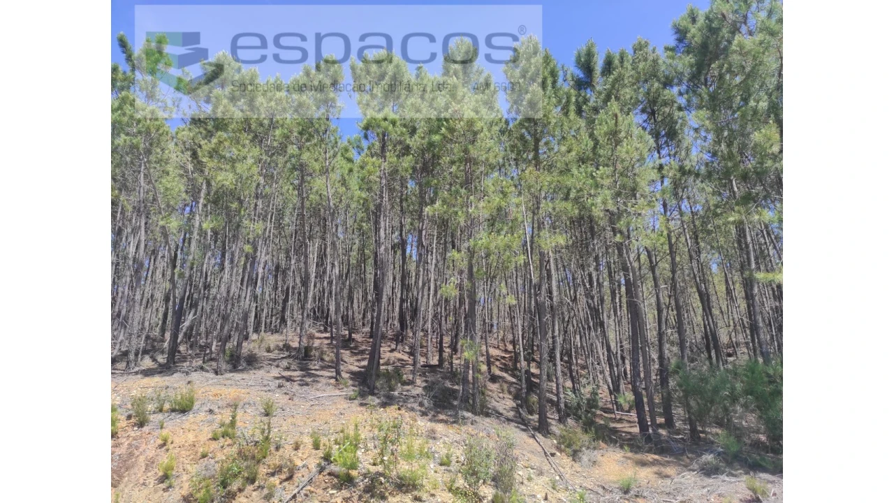 Terreno Agricola ou Rústico para Venda em Almaceda Foto 7