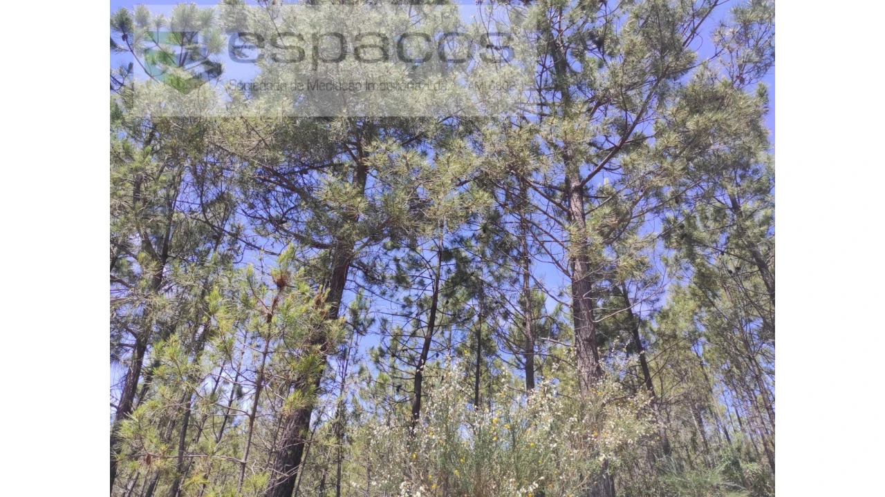 Terreno Agricola ou Rústico para Venda em Almaceda Foto 9