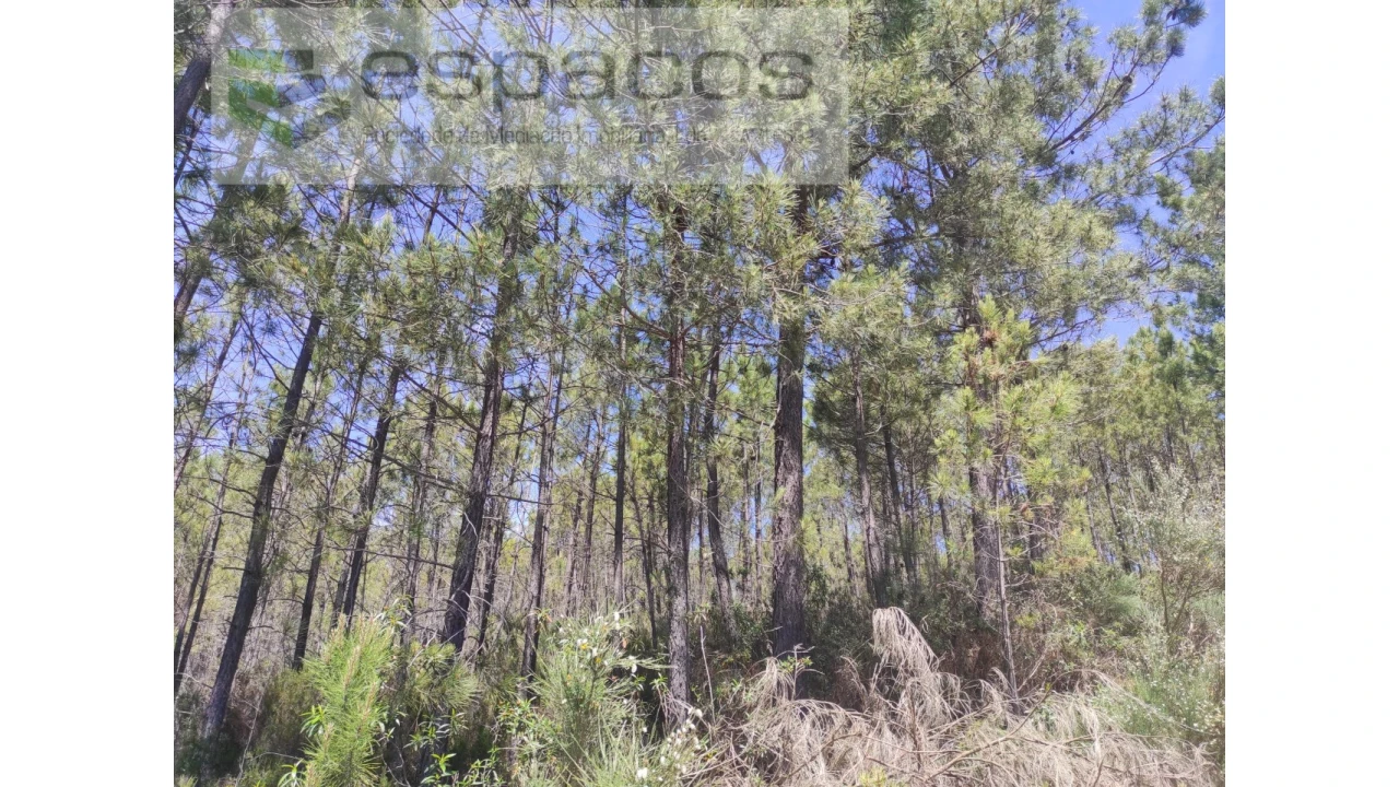 Terreno Agricola ou Rústico para Venda em Almaceda Foto 10