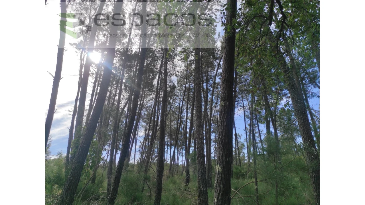 Terreno Agricola ou Rústico para Venda em Almaceda Foto 1
