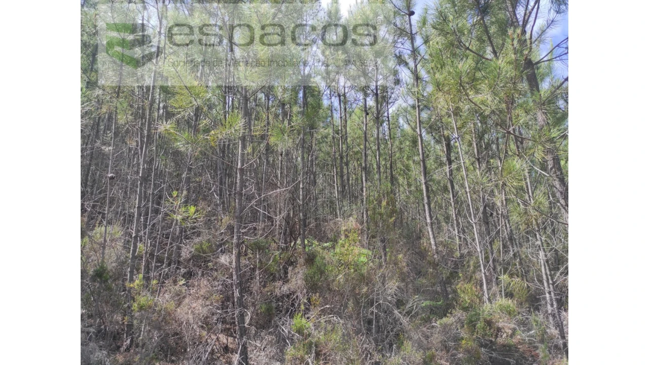 Terreno Agricola ou Rústico para Venda em Almaceda Foto 14