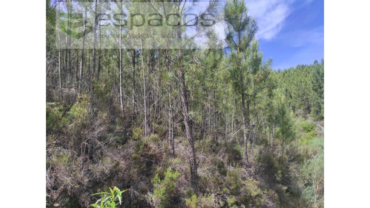 Terreno Agricola ou Rústico para Venda em Almaceda Foto 15