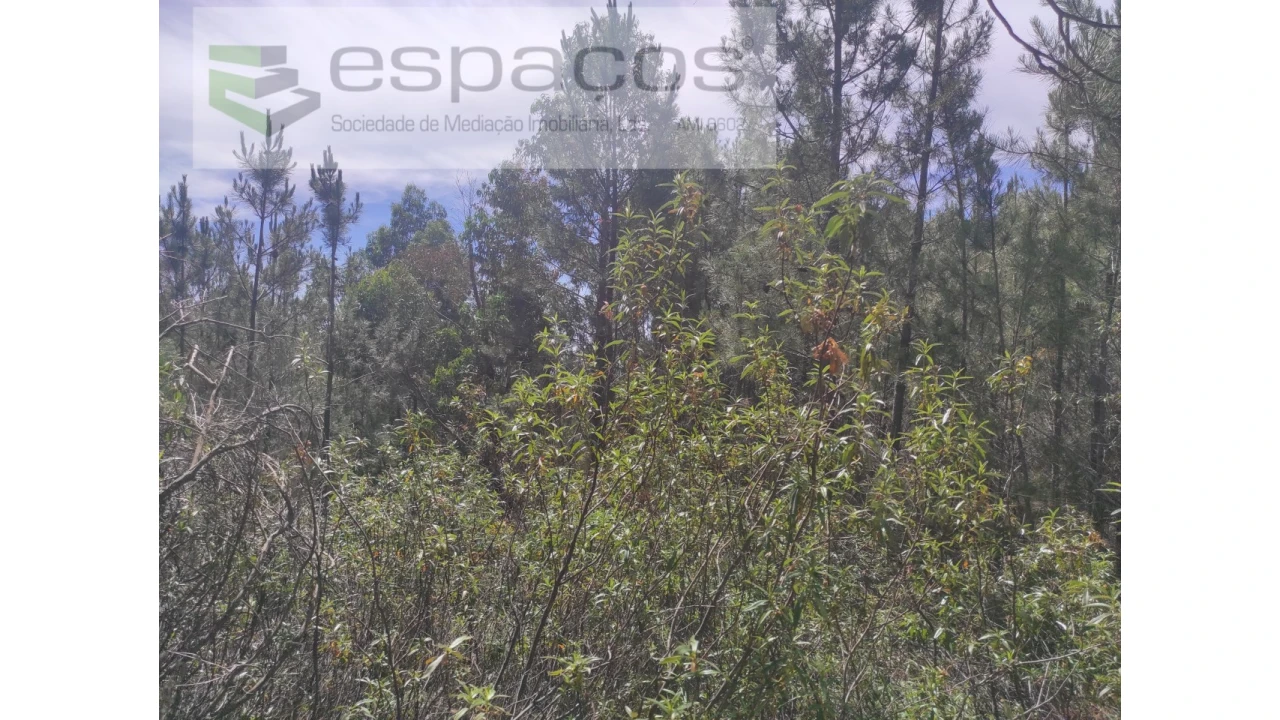 Terreno Agricola ou Rústico para Venda em Almaceda Foto 16
