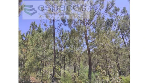 Terreno Agricola ou Rústico para Venda em Almaceda