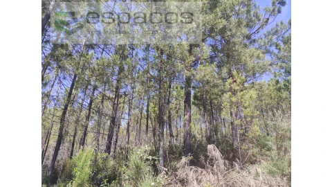 Terreno Agricola ou Rústico para Venda em Almaceda