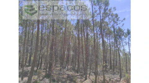 Terreno Agricola ou Rústico para Venda em Almaceda