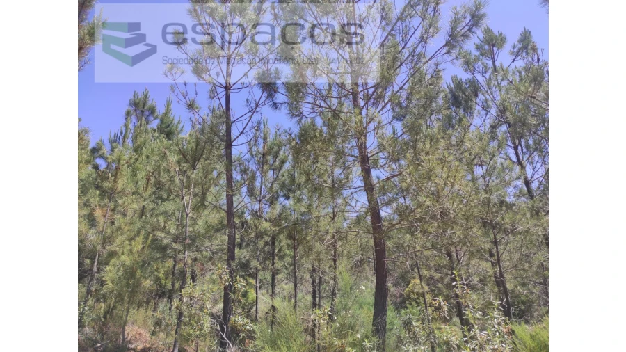 Terreno Agricola ou Rústico para Venda em Almaceda Foto 8