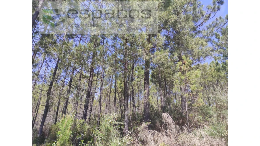 Terreno Agricola ou Rústico para Venda em Almaceda Foto 10