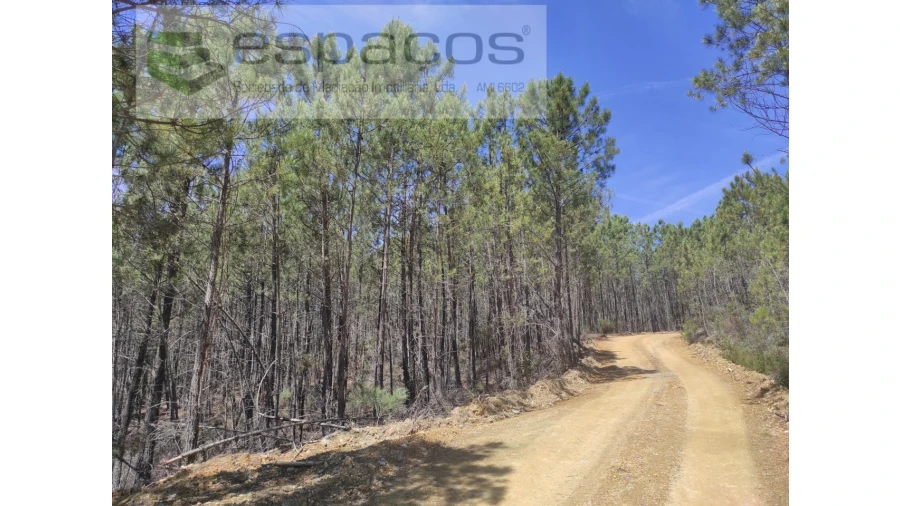 Terreno Agricola ou Rústico para Venda em Almaceda Foto 12