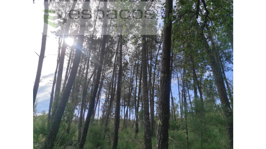 Terreno Agricola ou Rústico para Venda em Almaceda