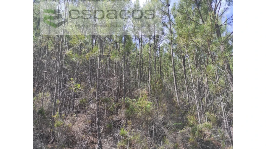 Terreno Agricola ou Rústico para Venda em Almaceda Foto 14