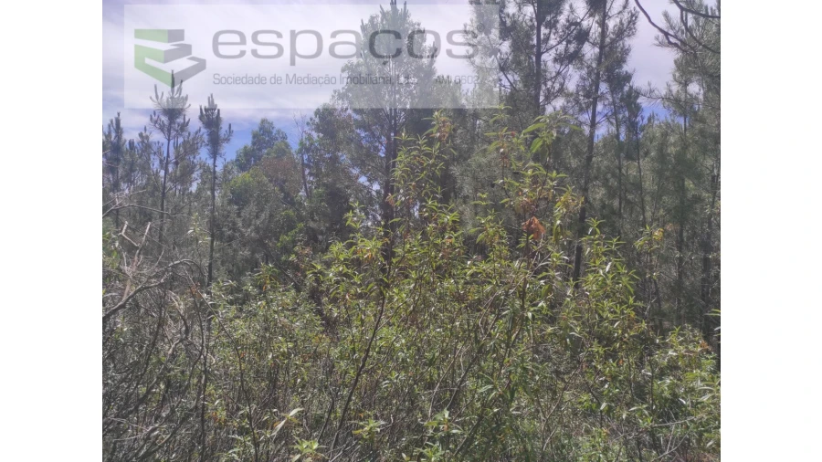 Terreno Agricola ou Rústico para Venda em Almaceda Foto 16