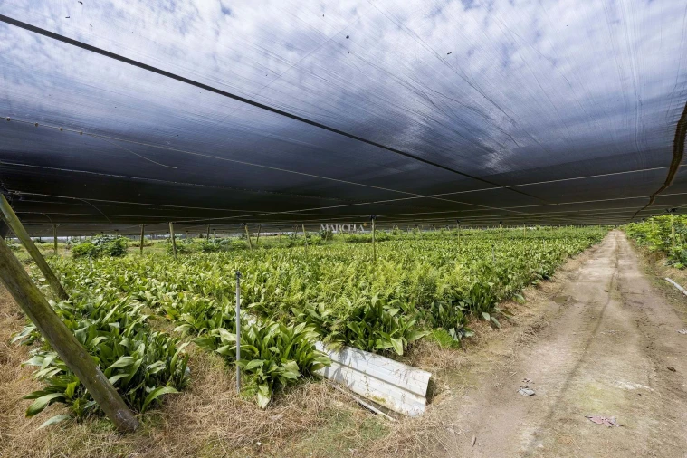 Terreno Agricola ou Rústico para Venda em Odeceixe Foto 7