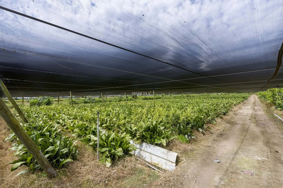 Terreno Agricola ou Rústico para Venda em Odeceixe Foto 7