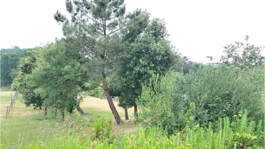 Terreno para Venda em Leiria, Pousos, Barreira e Cortes Foto 6