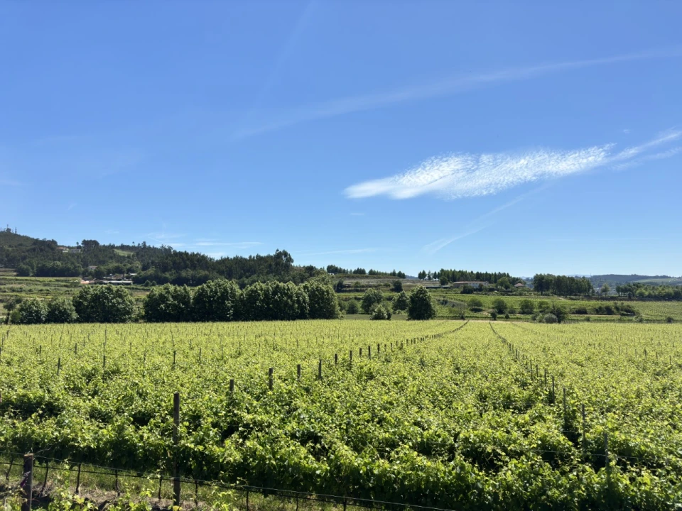 Terreno para Venda em Cernadelo e Lousada (São Miguel e Santa Margarida) Foto 12