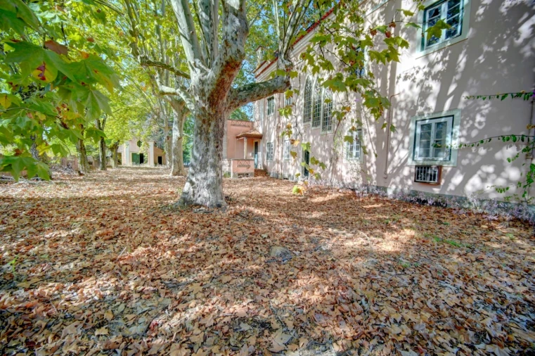 Quinta T20 para Venda em Abrantes (São Vicente e São João) e Alferrarede Foto 2