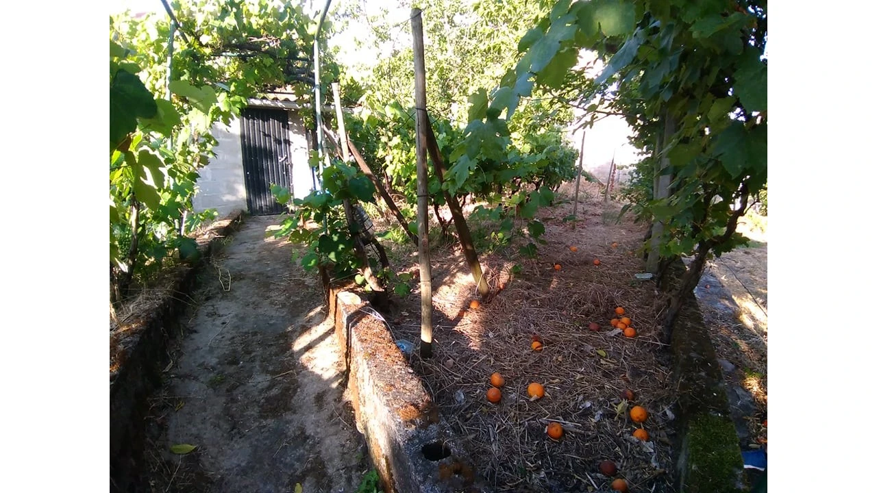 Terreno para Venda em Sardoal Foto 4