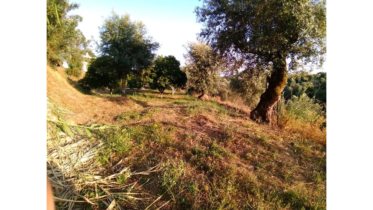 Terreno para Venda em Sardoal Foto 3