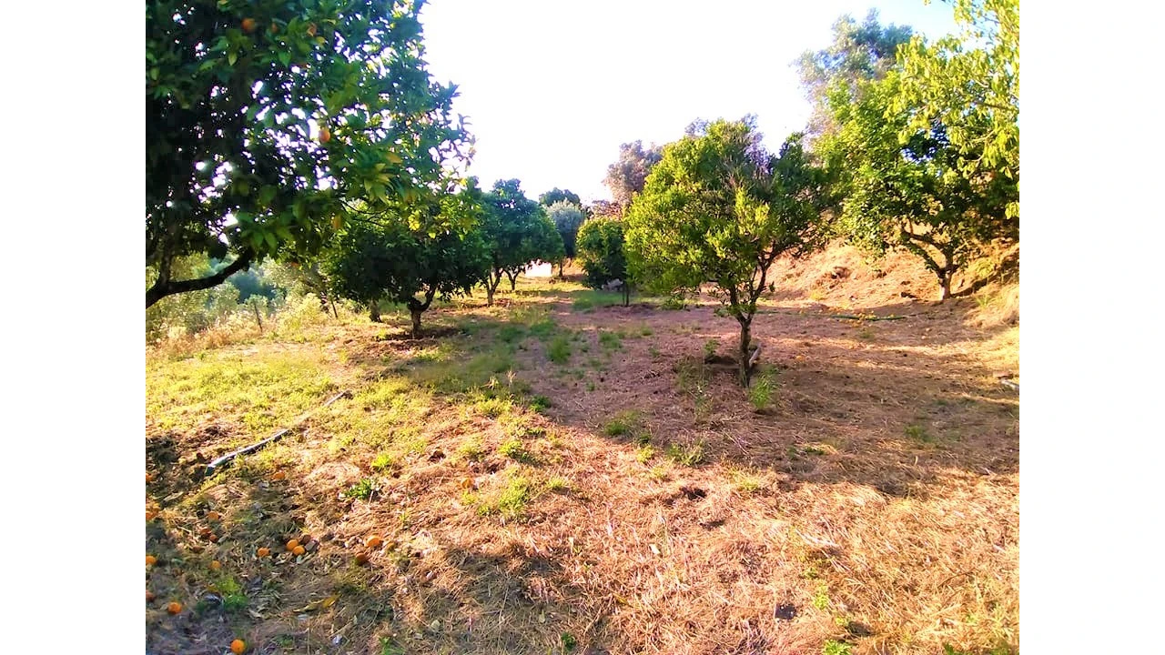Terreno para Venda em Sardoal Foto 1