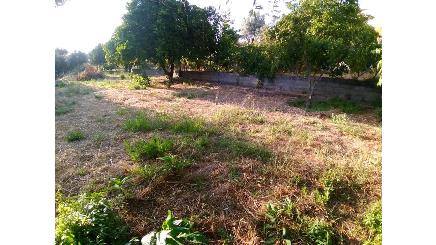 Terreno para Venda em Sardoal Foto 2