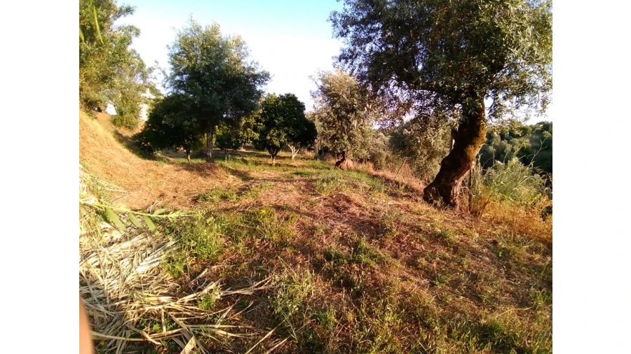 Terreno para Venda em Sardoal Foto 3