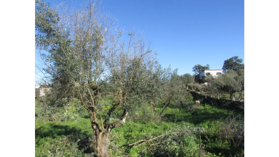 Terreno para Venda em Espírito Santo, Nossa Senhora da Graça e São Simão Foto 1