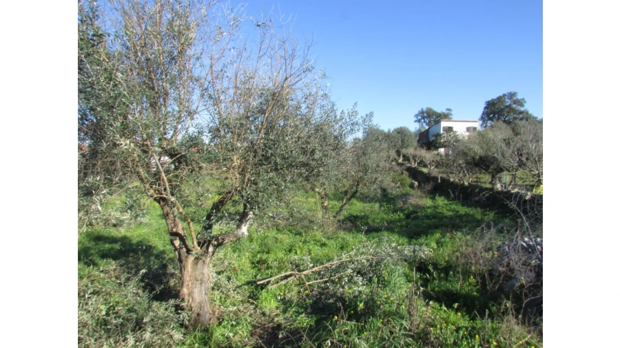 Terreno para Venda em Espírito Santo, Nossa Senhora da Graça e São Simão Foto 2