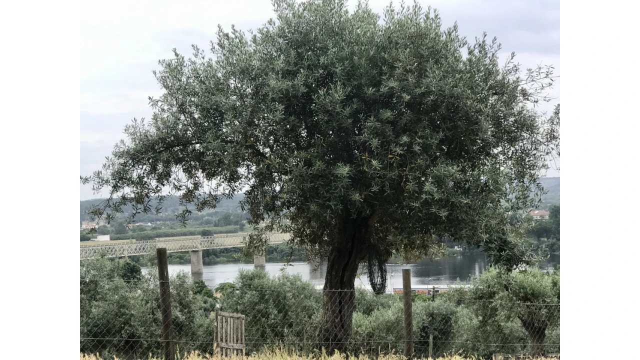 Terreno para Venda em Abrantes (São Vicente e São João) e Alferrarede Foto 9