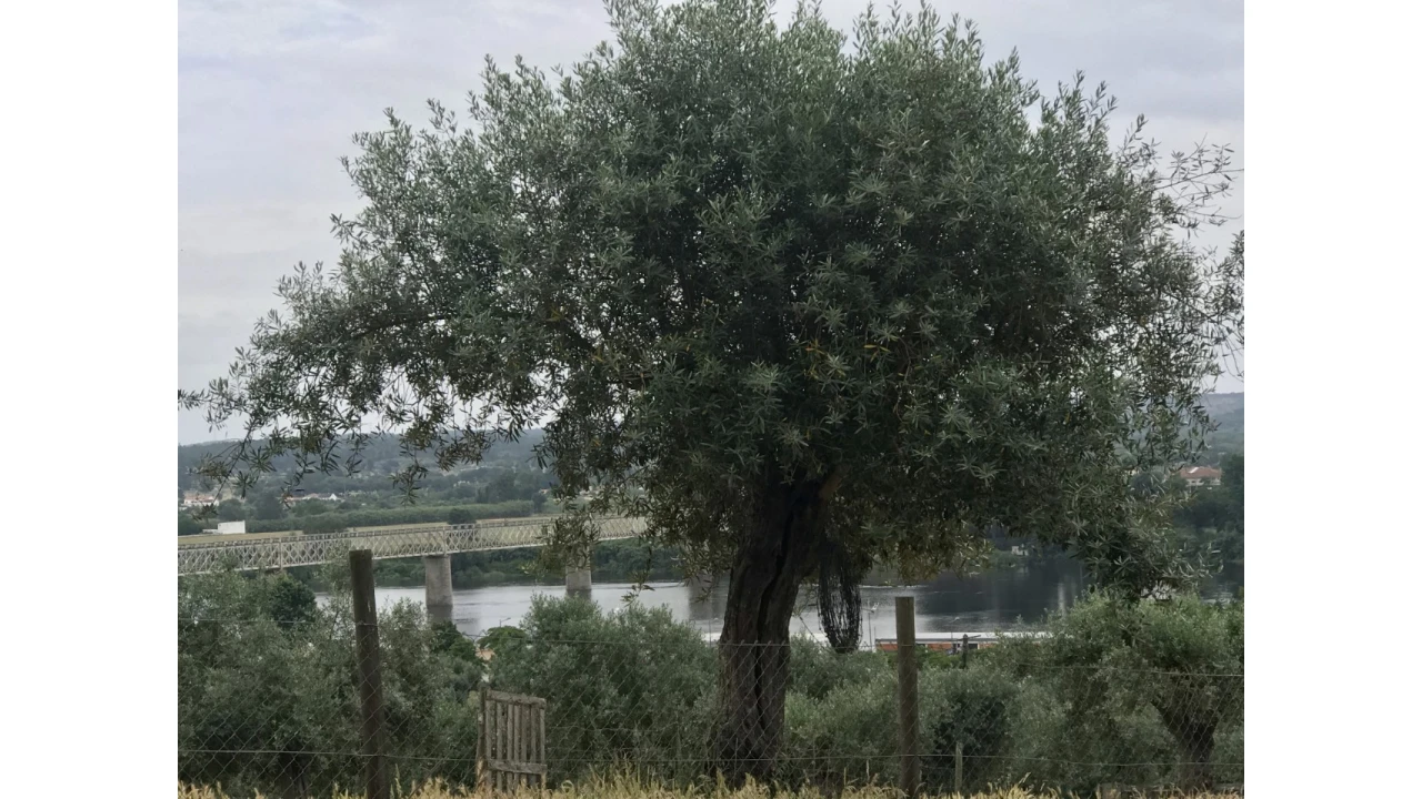 Terreno para Venda em Abrantes (São Vicente e São João) e Alferrarede Foto 10