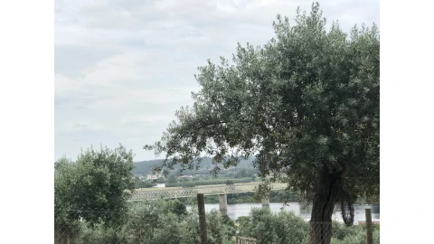 Terreno para Venda em Abrantes (São Vicente e São João) e Alferrarede