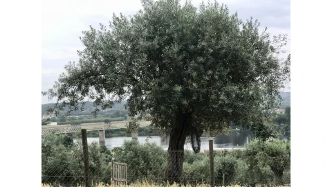 Terreno para Venda em Abrantes (São Vicente e São João) e Alferrarede