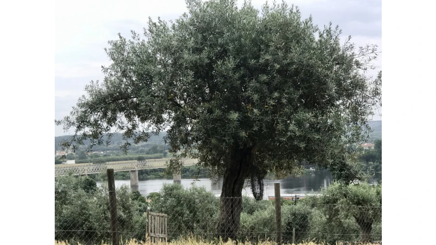 Terreno para Venda em Abrantes (São Vicente e São João) e Alferrarede Foto 9